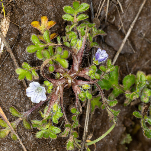 littlefoot nemophila (Nemophila pedunculata)