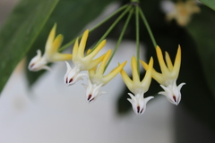 Hoya multiflora
