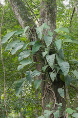 Monstera acuminata