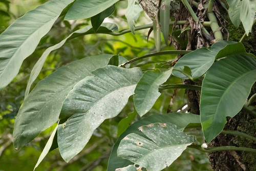 Monstera acuminata (Monstera acuminata)