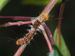 Euproctis latifascia