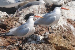 Elegant Tern photo 5
