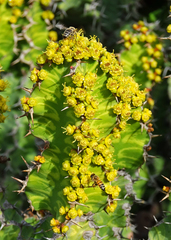 Euphorbia pseudocactus
