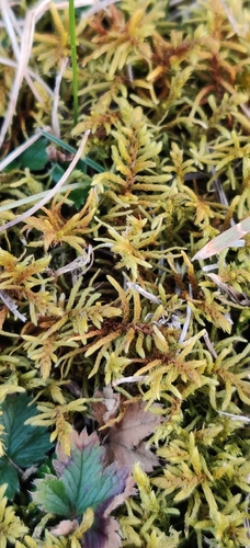 Fir Tamarisk-moss (Abietinella abietina)