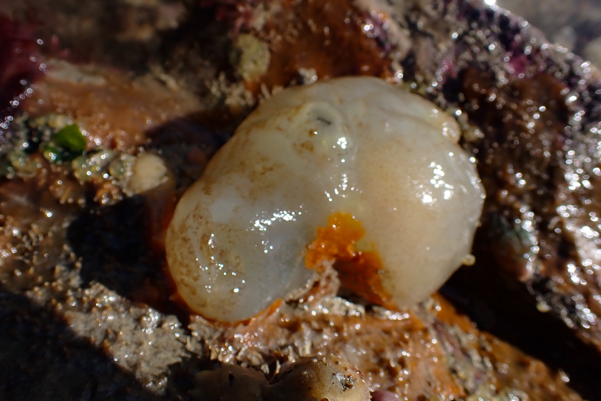 Phallusia mammillata (Cuvier, 1815)