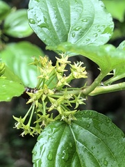 Rhamnus liukiuensis