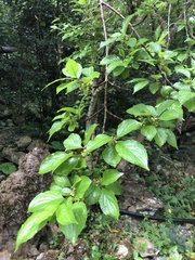 Rhamnus liukiuensis