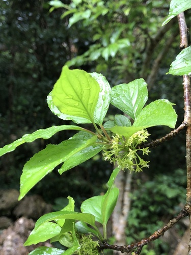 Rhamnus liukiuensis observed 2020-03-02