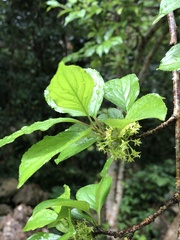 Rhamnus liukiuensis