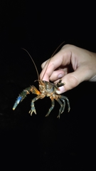 Euastacus monteithorum