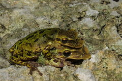 Yucatecan Casque-Headed Treefrog photo 4