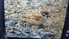 Passer montanus