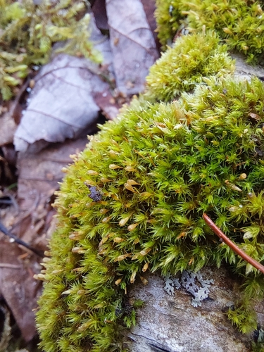 Club Pincushion (Ulota coarctata)