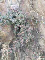 Euphorbia granulata