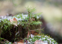 Picea × fennica
