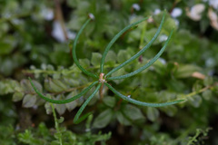 Picea × fennica