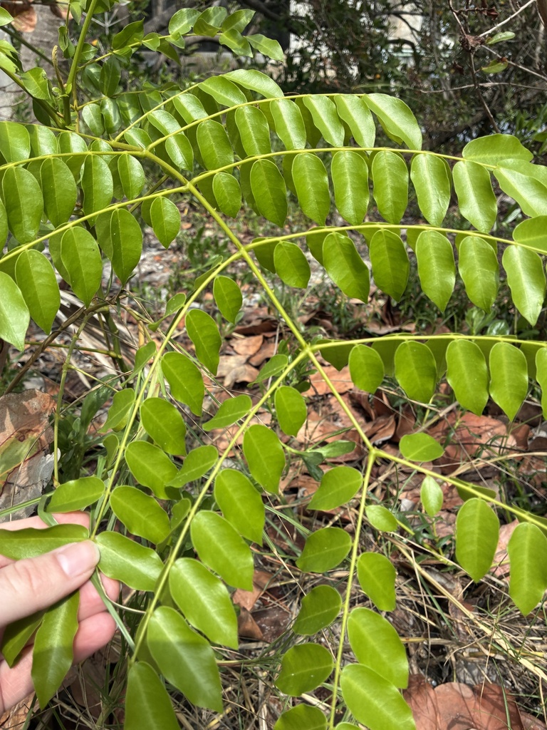 Nickernut Beanshell Nickernut from Leachs Key, Englewood, FL, US on March 17, 2026 at 02:36 ...