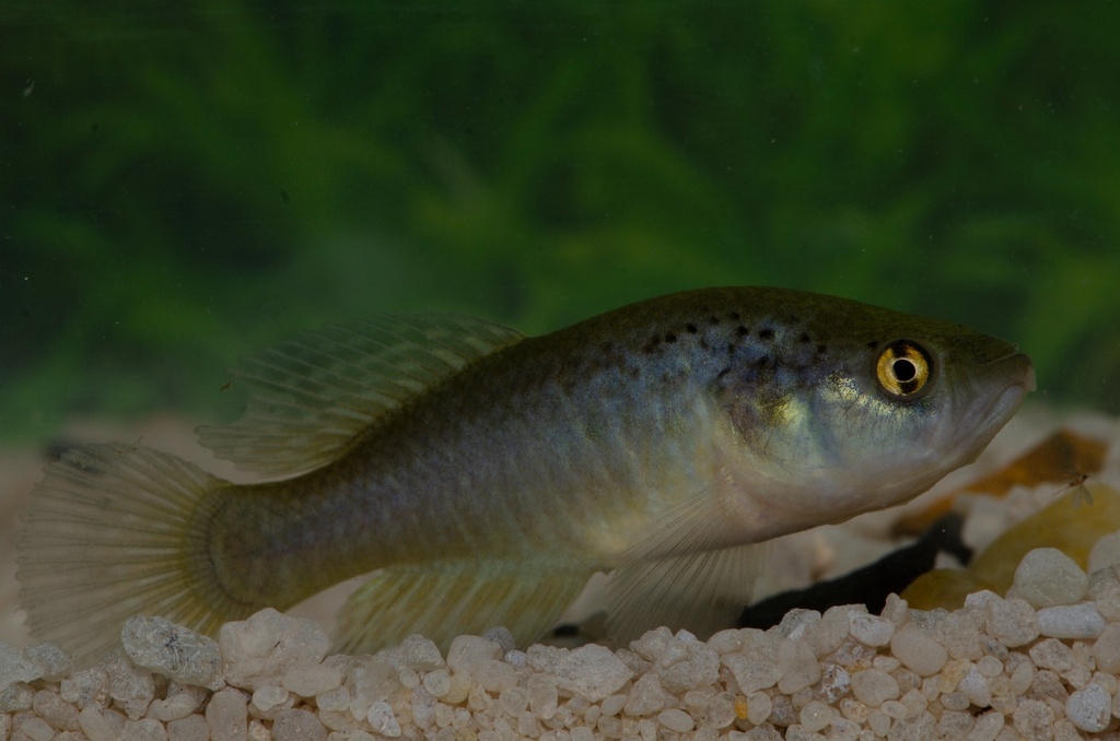 Grey pearlfish (Cynolebias griseus) — Rivulidae