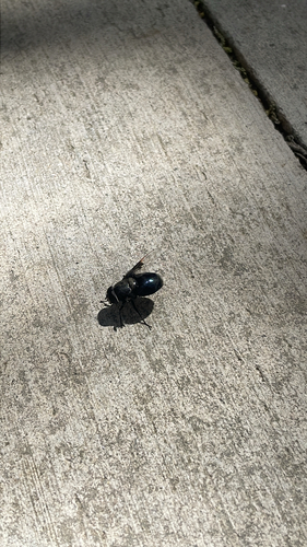 Unknown species found near Trinity Pl, San Antonio, TX, US