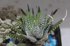Haworthiopsis
