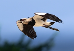 Southern Lapwing photo 2