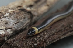Three-Clawed Worm-Skink photo 4