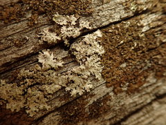 Austroparmelina conlabrosa