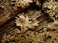 Austroparmelina conlabrosa