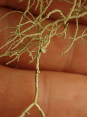 Usnea dasaea