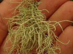 Usnea dasaea