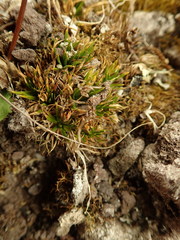 Colobanthus strictus