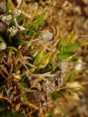 Colobanthus strictus