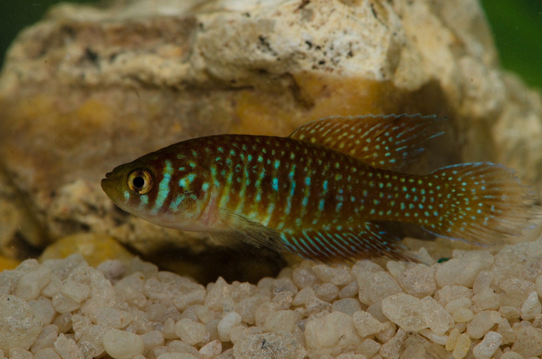 Simpsonichthys punctulatus