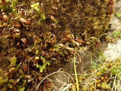 Notogrammitis crassior