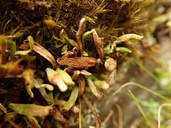 Notogrammitis crassior