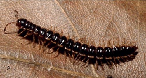 Greenhouse Millipede photo 4