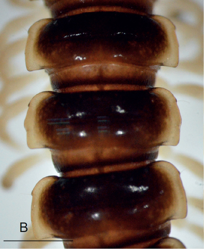 Greenhouse Millipede photo 5