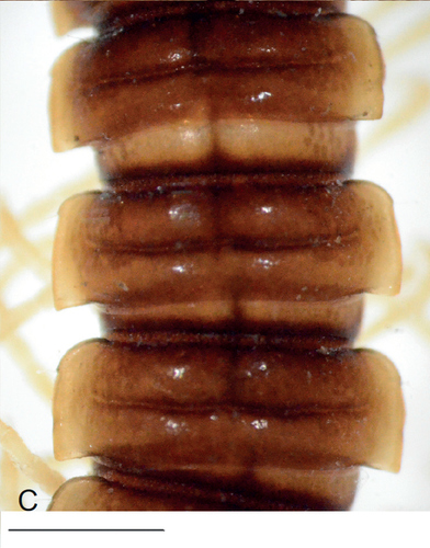 Greenhouse Millipede photo 6