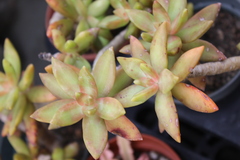 Sedum adolphi