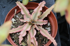 Cryptanthus bivittatus