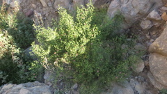 Zygophyllum indicum
