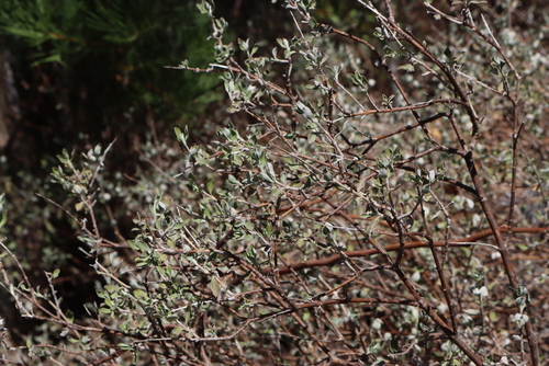 African Blue Sage (Salvia africana)