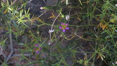 Zygophyllum indicum