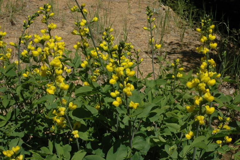 Thermopsis gracilis