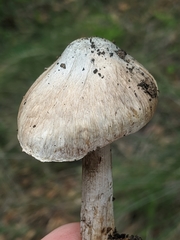 Inocybe corydalina