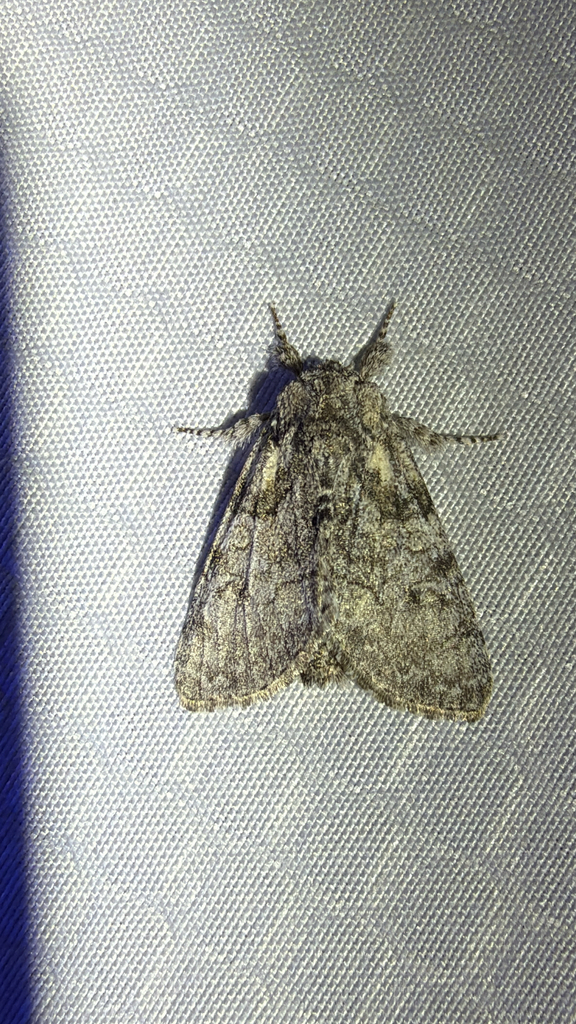 Broth Moth Brother Moth from Solari Ct, El Dorado Hills, CA, US on March 15, 2026 ...