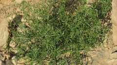 Zygophyllum indicum