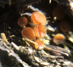 Cheilymenia stercorea