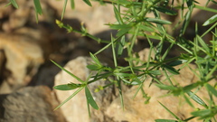 Zygophyllum indicum
