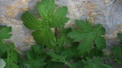 Geranium mascatense